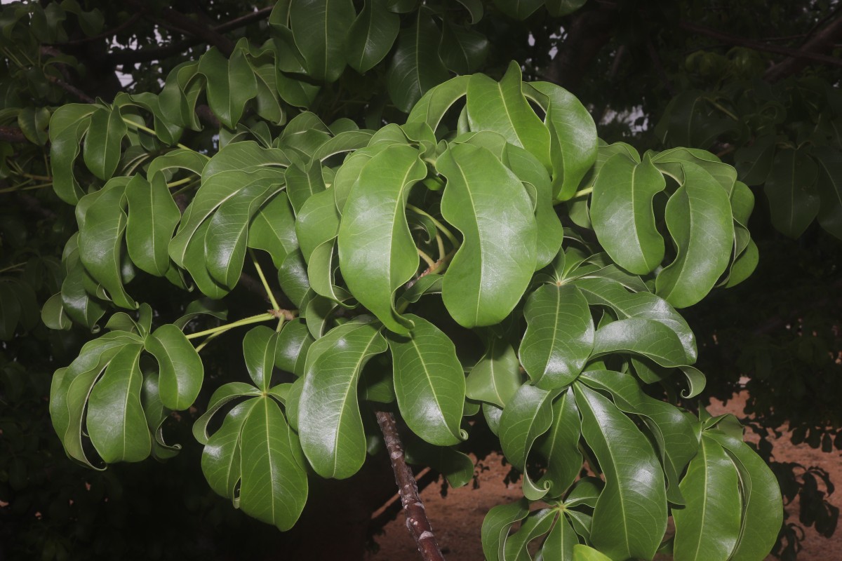 Adansonia digitata L.